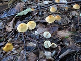 Marasmius siccus image
