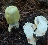 Agaricus auricolor image