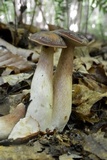 Tylopilus badiceps image