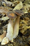 Tylopilus badiceps image