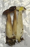 Tylopilus badiceps image