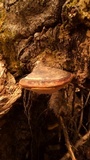 Fomitopsis mounceae image