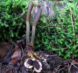 Tolypocladium ophioglossoides image