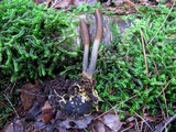 Tolypocladium ophioglossoides image