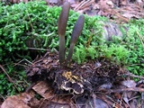 Tolypocladium ophioglossoides image