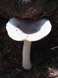 Amanita farinosa image
