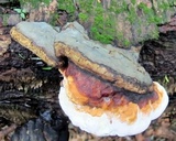 Fomitopsis mounceae image