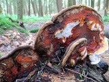 Fomitopsis mounceae image