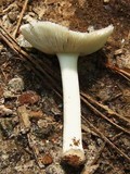 Amanita farinosa image