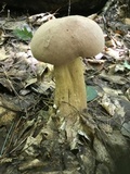 Tylopilus rubrobrunneus image