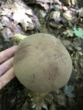 Tylopilus rubrobrunneus image