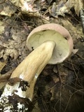 Tylopilus rubrobrunneus image