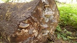 Fomitopsis mounceae image