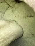 Tylopilus rubrobrunneus image