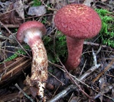 Suillus spraguei image