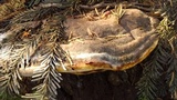 Fomitopsis mounceae image
