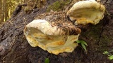 Fomitopsis mounceae image