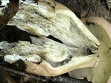 Tylopilus rubrobrunneus image