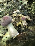 Tylopilus rubrobrunneus image