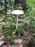 Amanita abrupta image