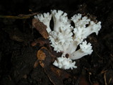 Ramariopsis kunzei image