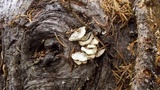 Trichaptum abietinum image