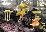 Chrysomphalina strombodes image