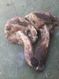 Tylopilus variobrunneus image