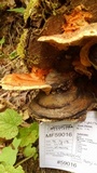 Laetiporus conifericola image