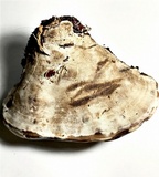 Ganoderma polychromum image