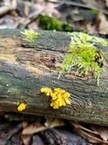 Dacryopinax spathularia image