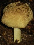 Amanita farinosa image