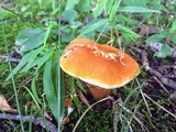 Gyroporus castaneus image