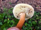 Gyroporus castaneus image