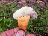 Gyroporus castaneus image