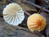 Marasmius siccus image