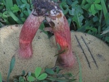 Boletus patrioticus image