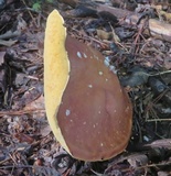 Xanthoconium affine image