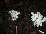 Ramariopsis kunzei image