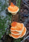 Laetiporus cincinnatus image