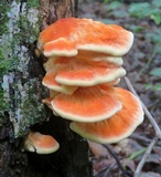 Laetiporus cincinnatus image