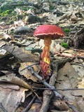 Butyriboletus frostii image