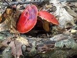 Butyriboletus frostii image