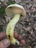 Retiboletus griseus image