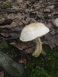 Retiboletus griseus image