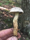 Retiboletus griseus image
