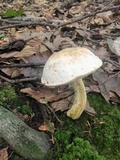 Retiboletus griseus image