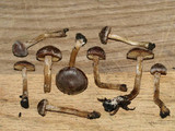 Pachylepyrium carbonicola image