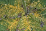 Coleosporium elephantopodis image