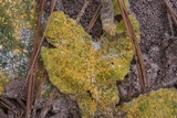 Coleosporium elephantopodis image